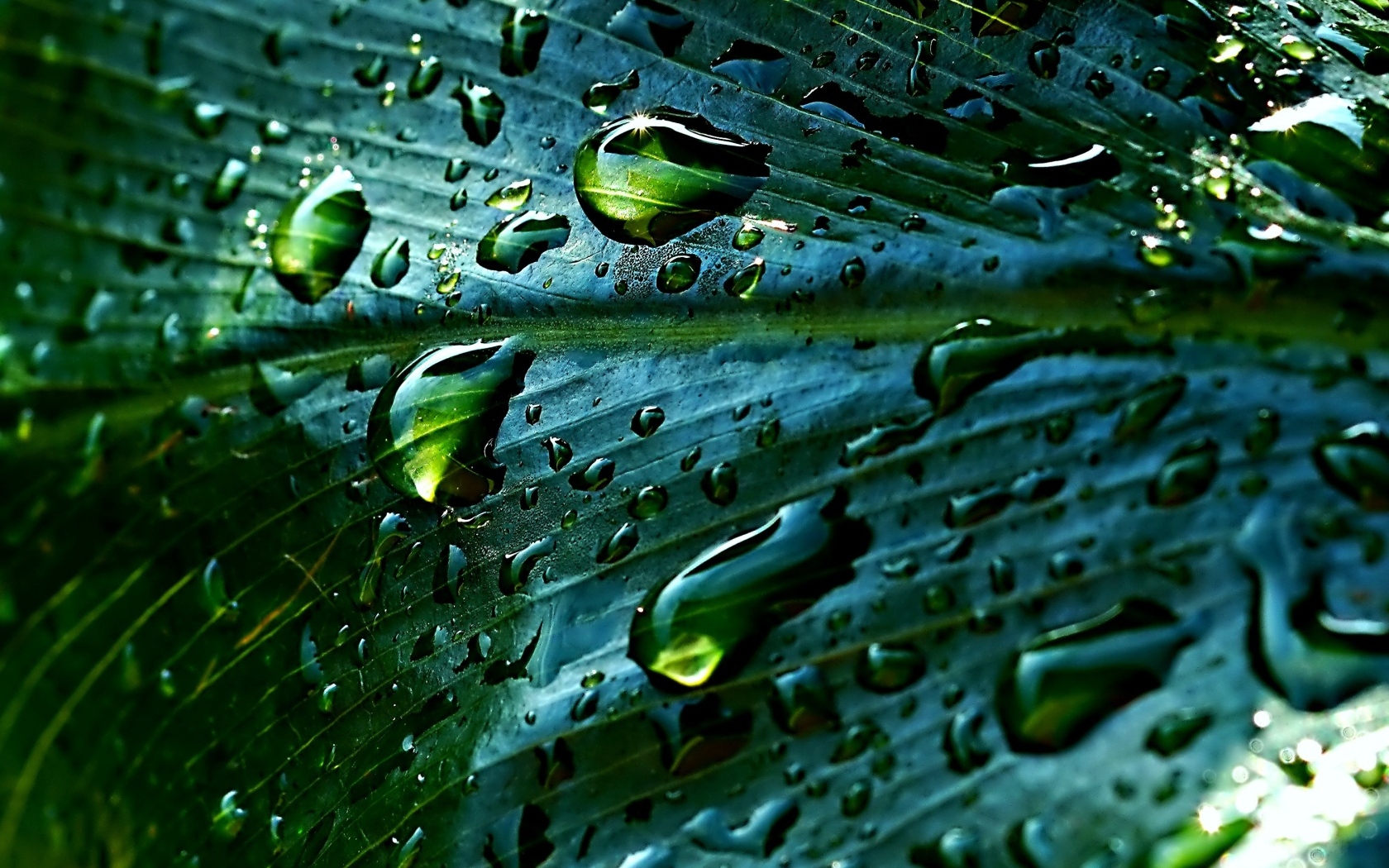 Дождевые капли на зеленом листке