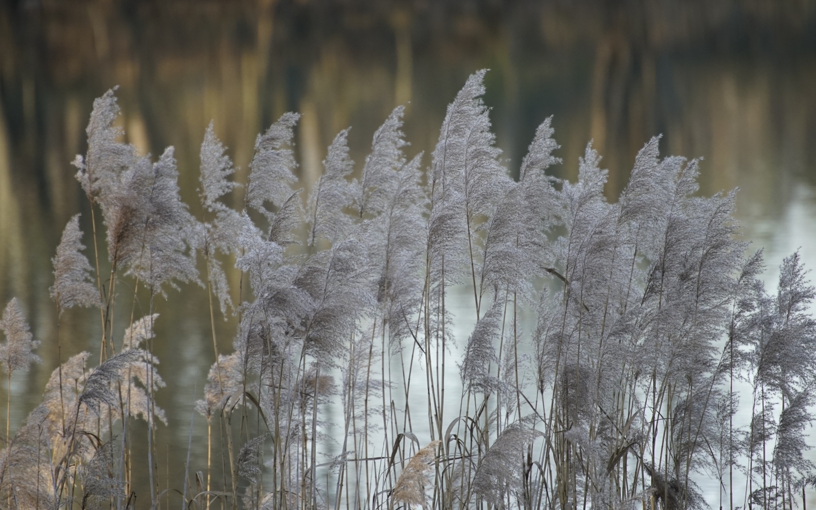 Колосья тростника у воды