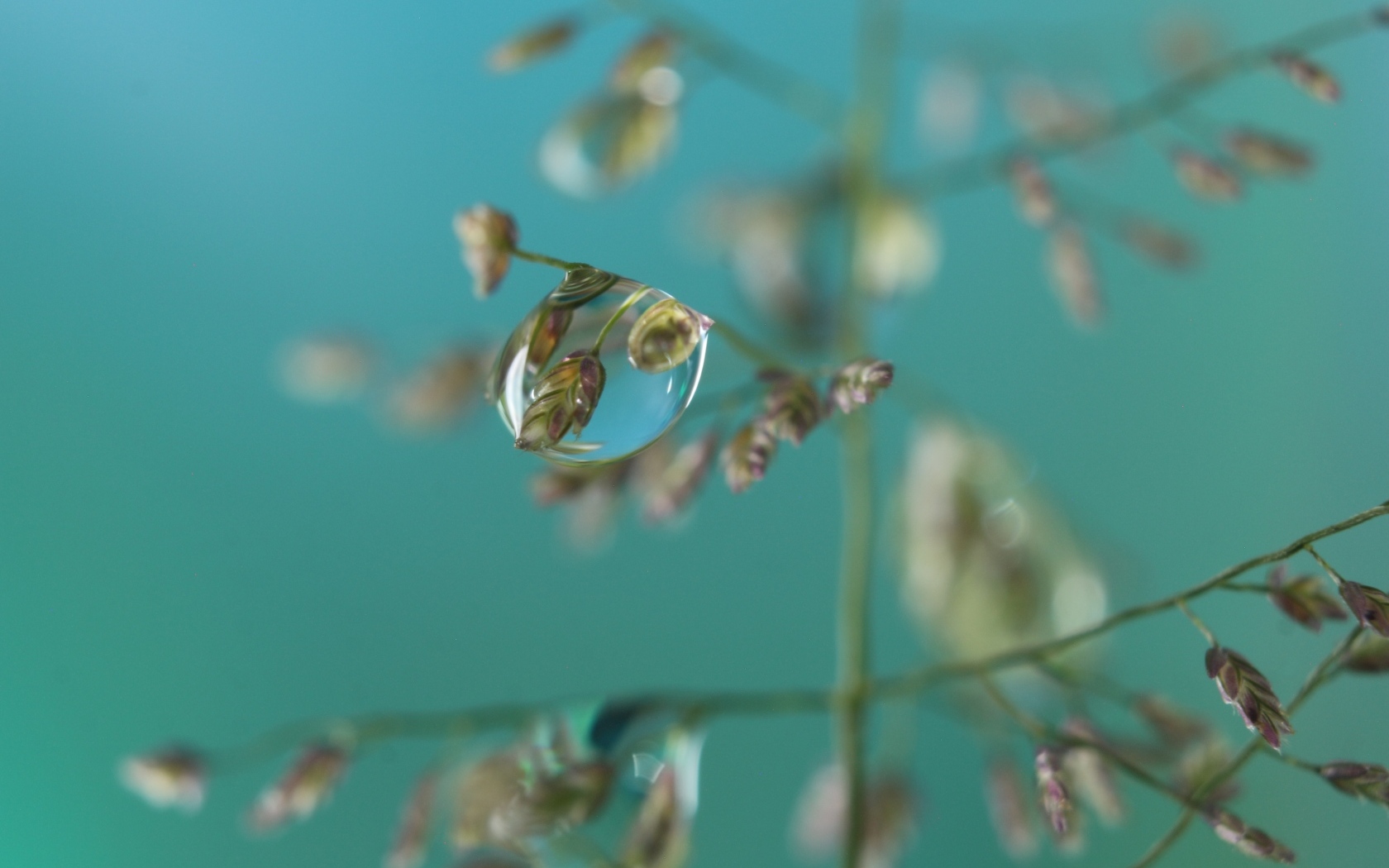 Прозрачная капля на колоске 