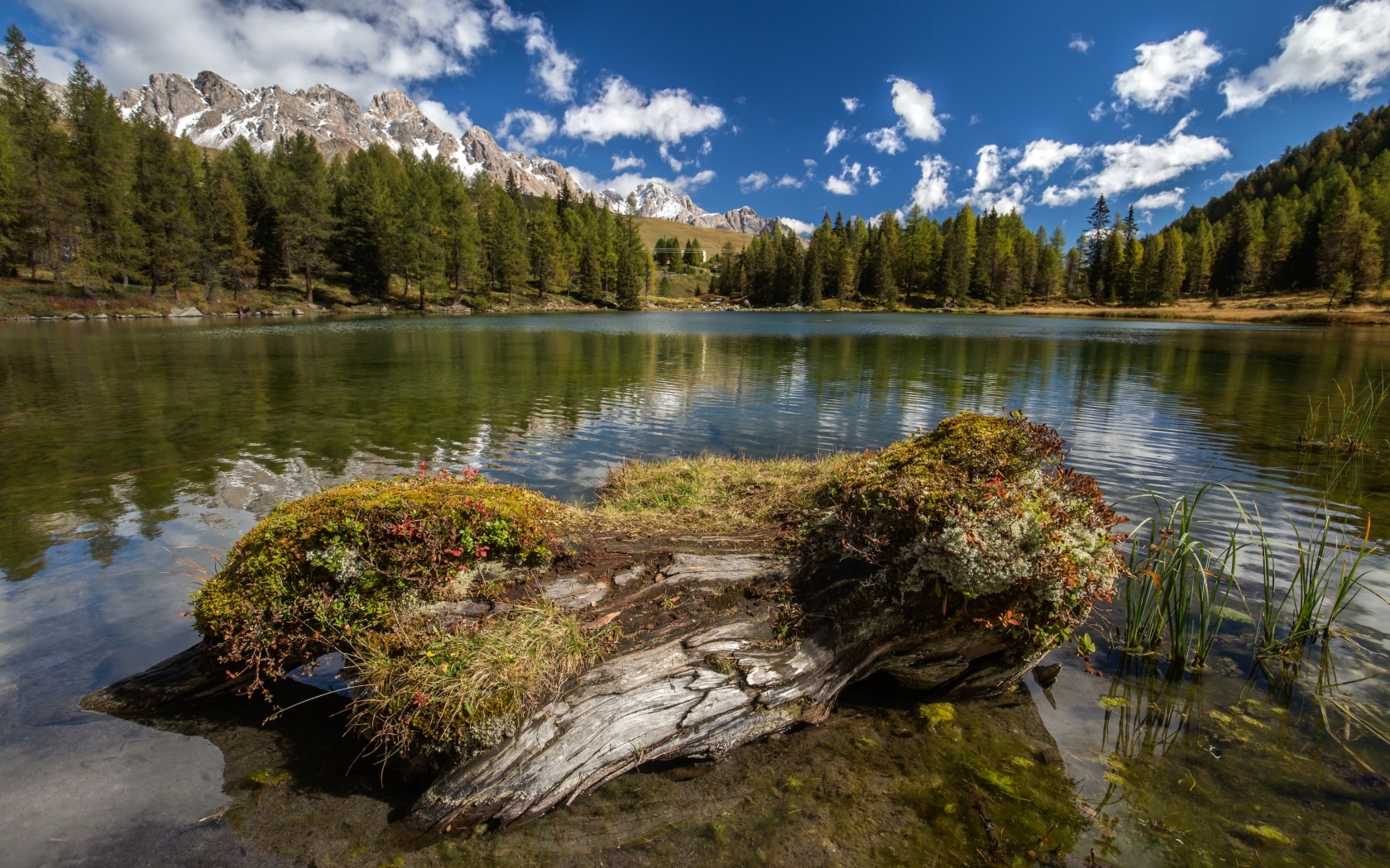 Сухое дерево на берегу озера в горах 