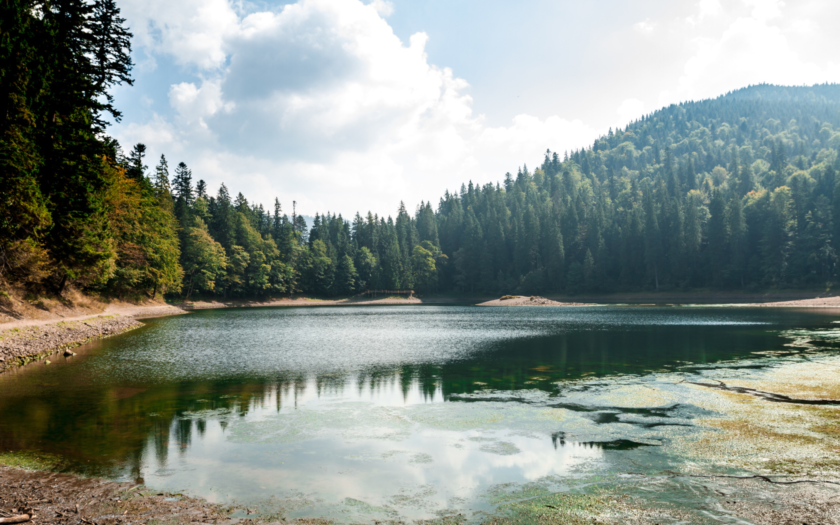 Лесное озеро покрывается тиной на берегу