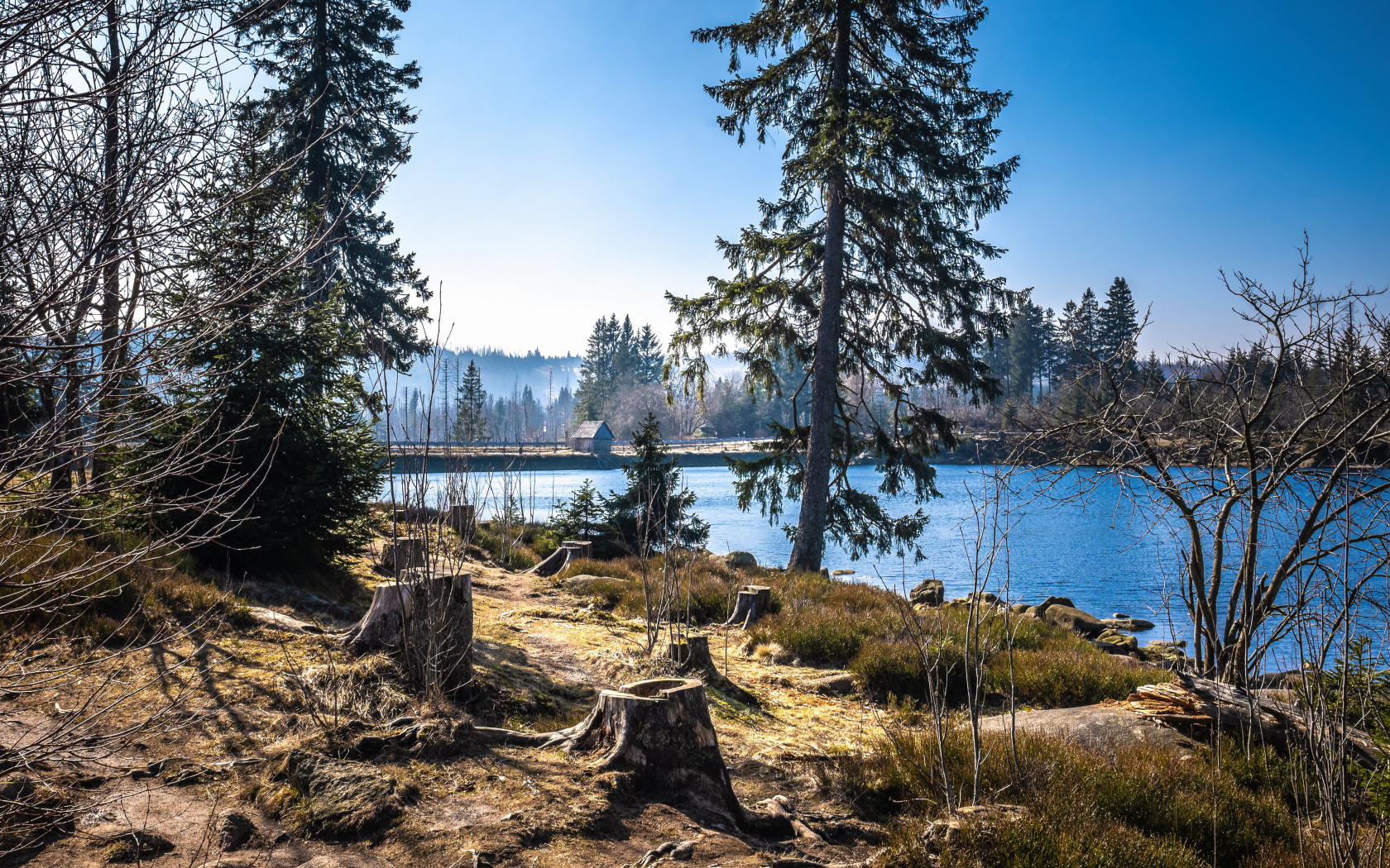 Ели у реки в холодном весеннем парке