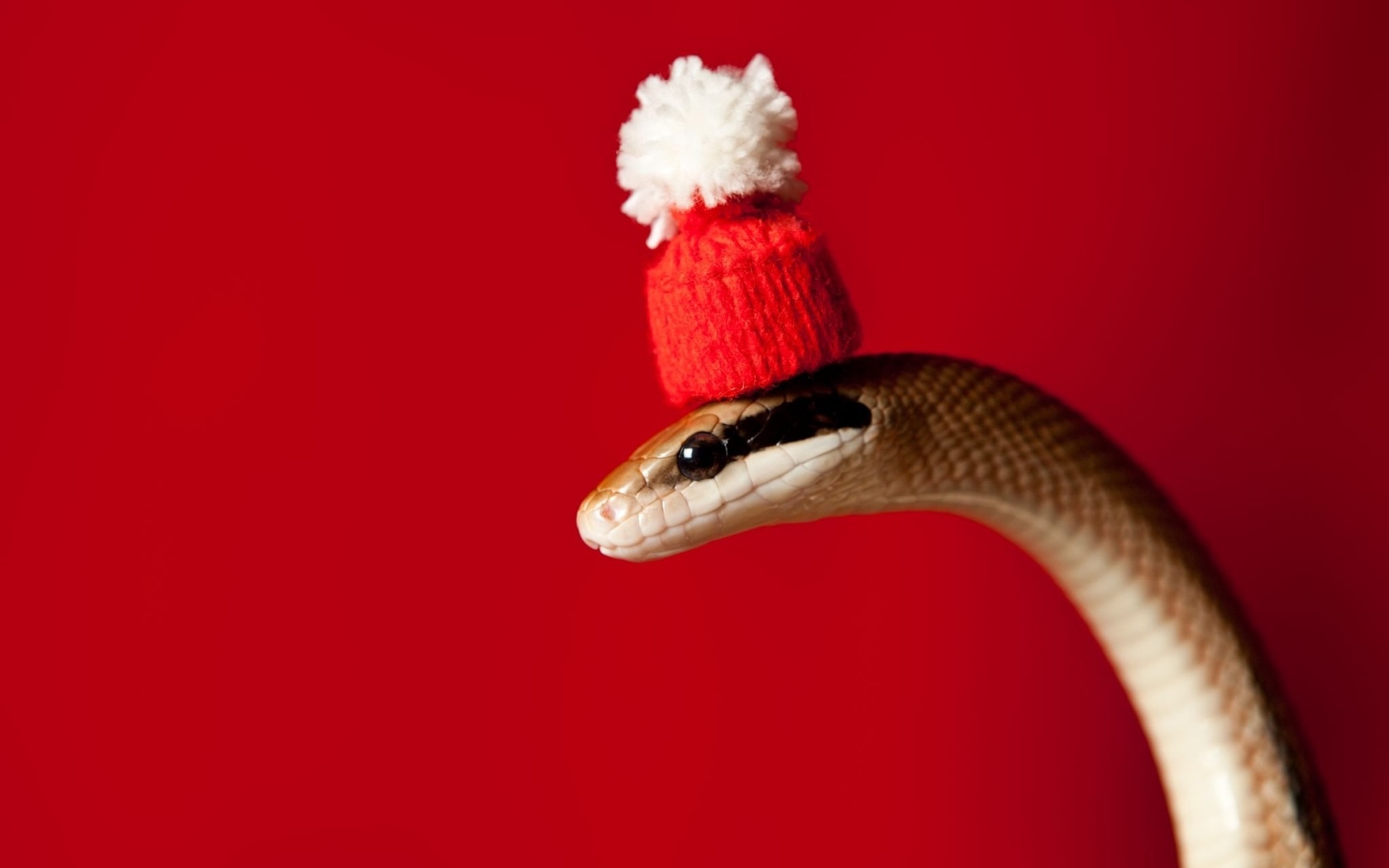 Змея в новогодней шапке на красном фоне