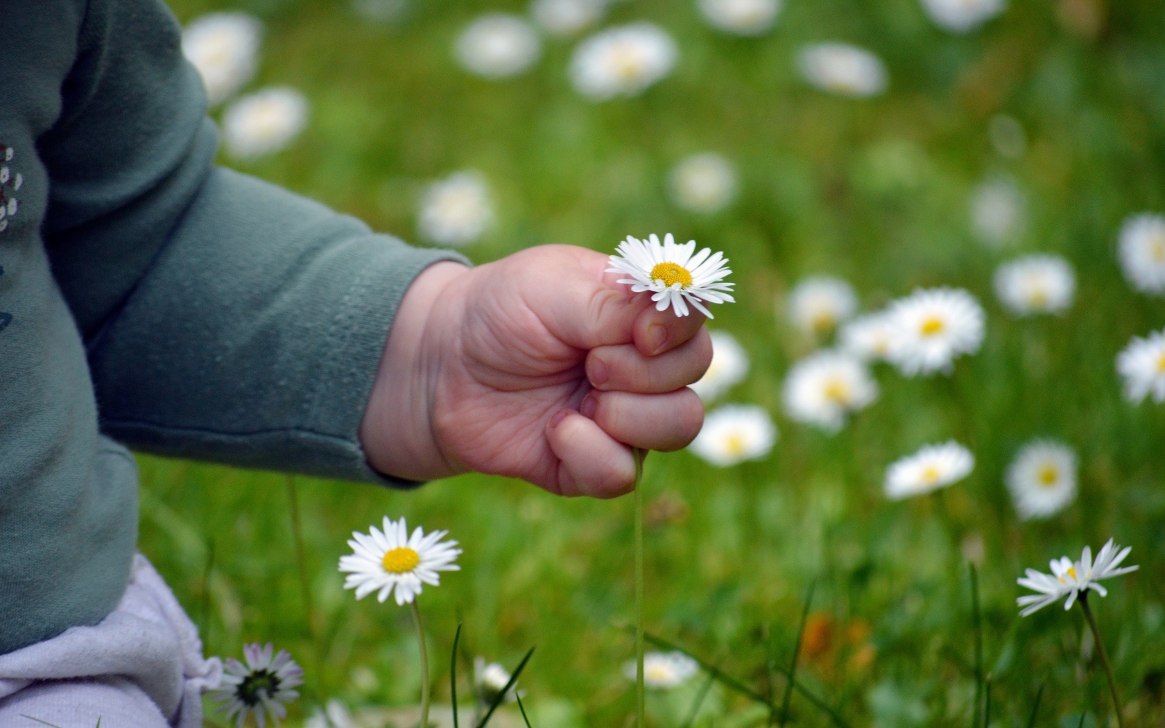 Рука ребенка держит белую ромашку