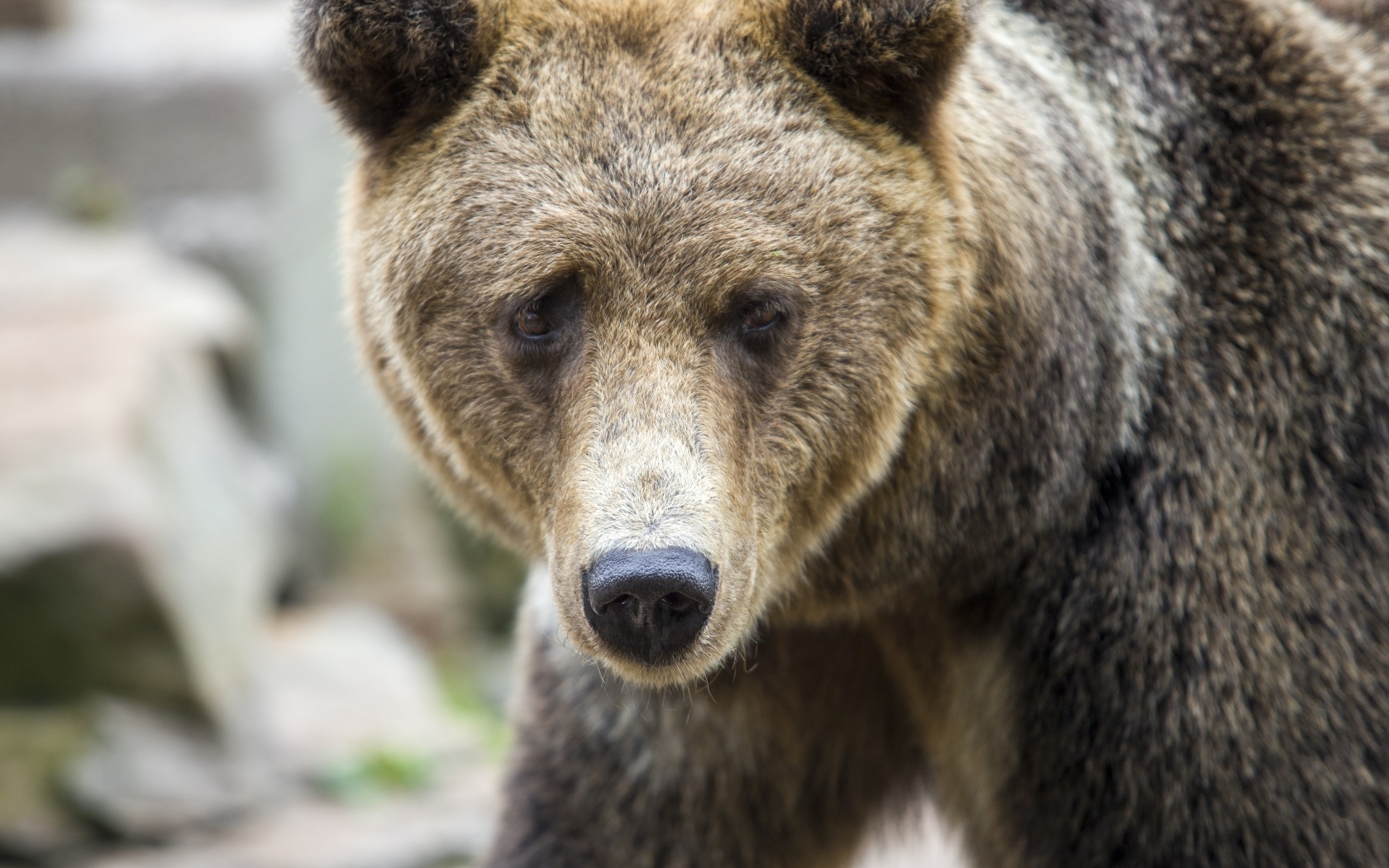 Большой бурый медведь с черным носом