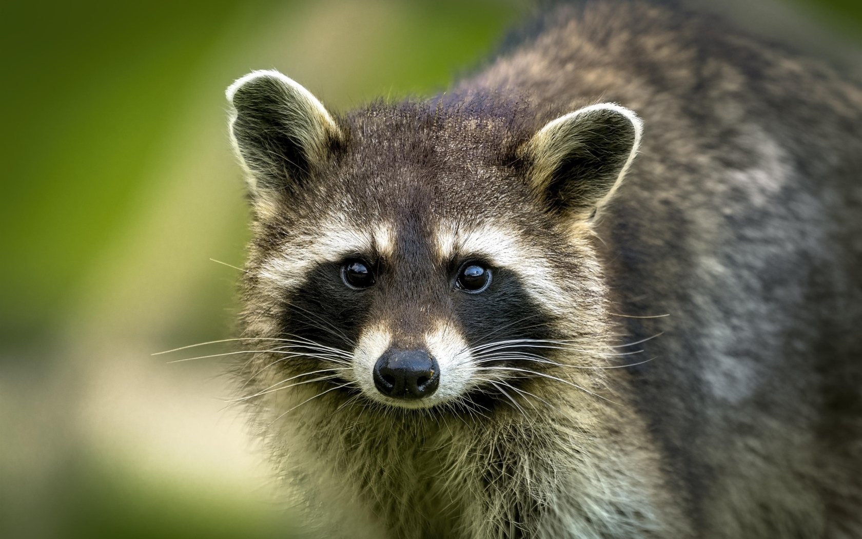 Милый енот с черным носом