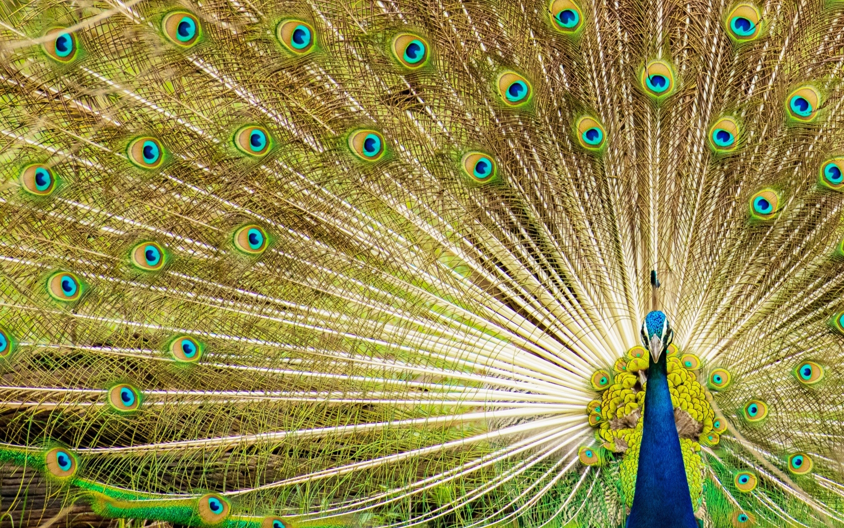 Красивый павлин расправил хвост 