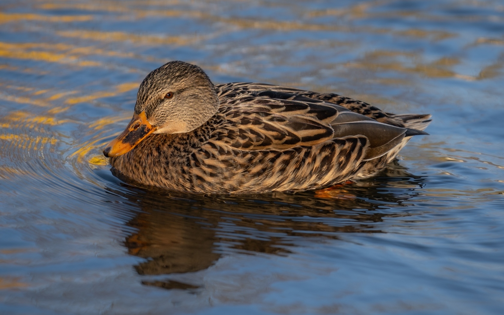 Серая дикая утка плавает в воде