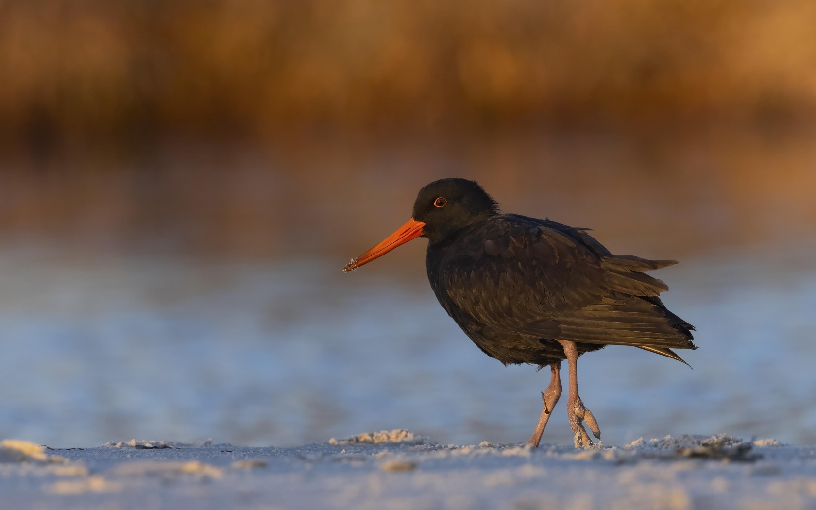 Черный кулик с красным носом идет по песку