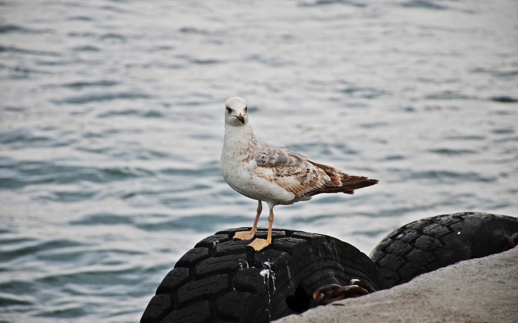 Чайка сидит на колесе у реки