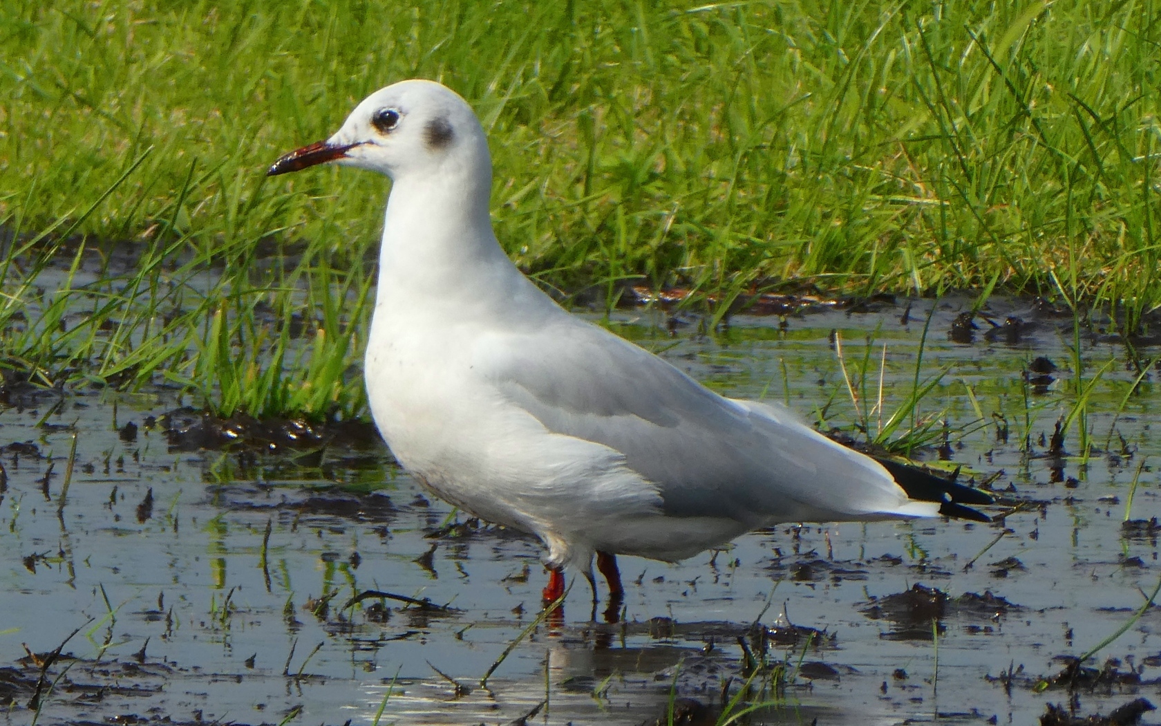 Белая чайка стоит в воде 