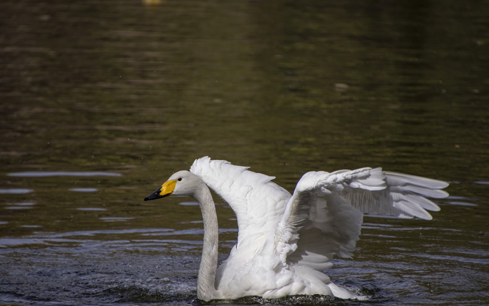 Красивый белый лебедь расправил крылья в воде 