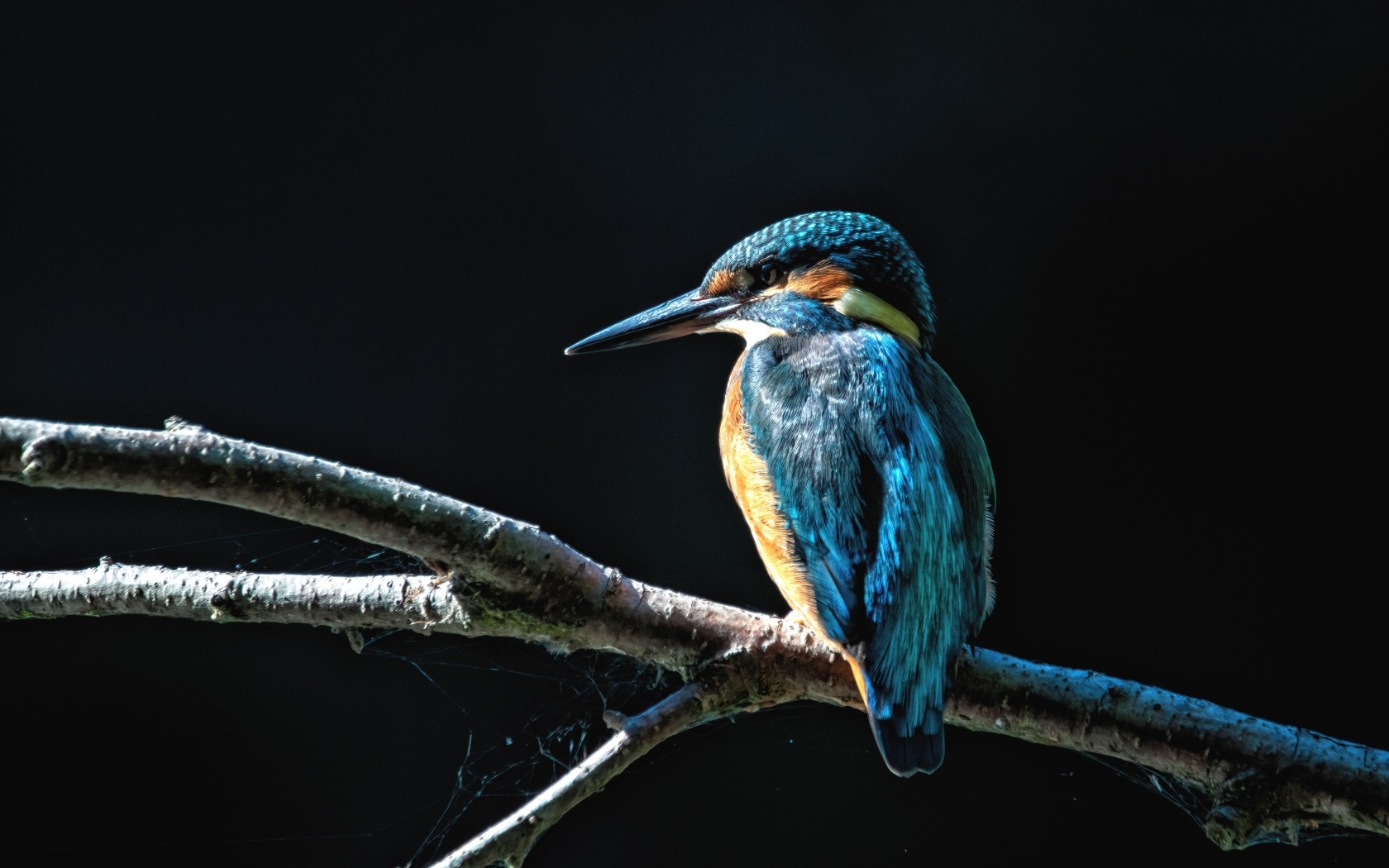 Синяя птица зимородок сидит на ветке на черном фоне