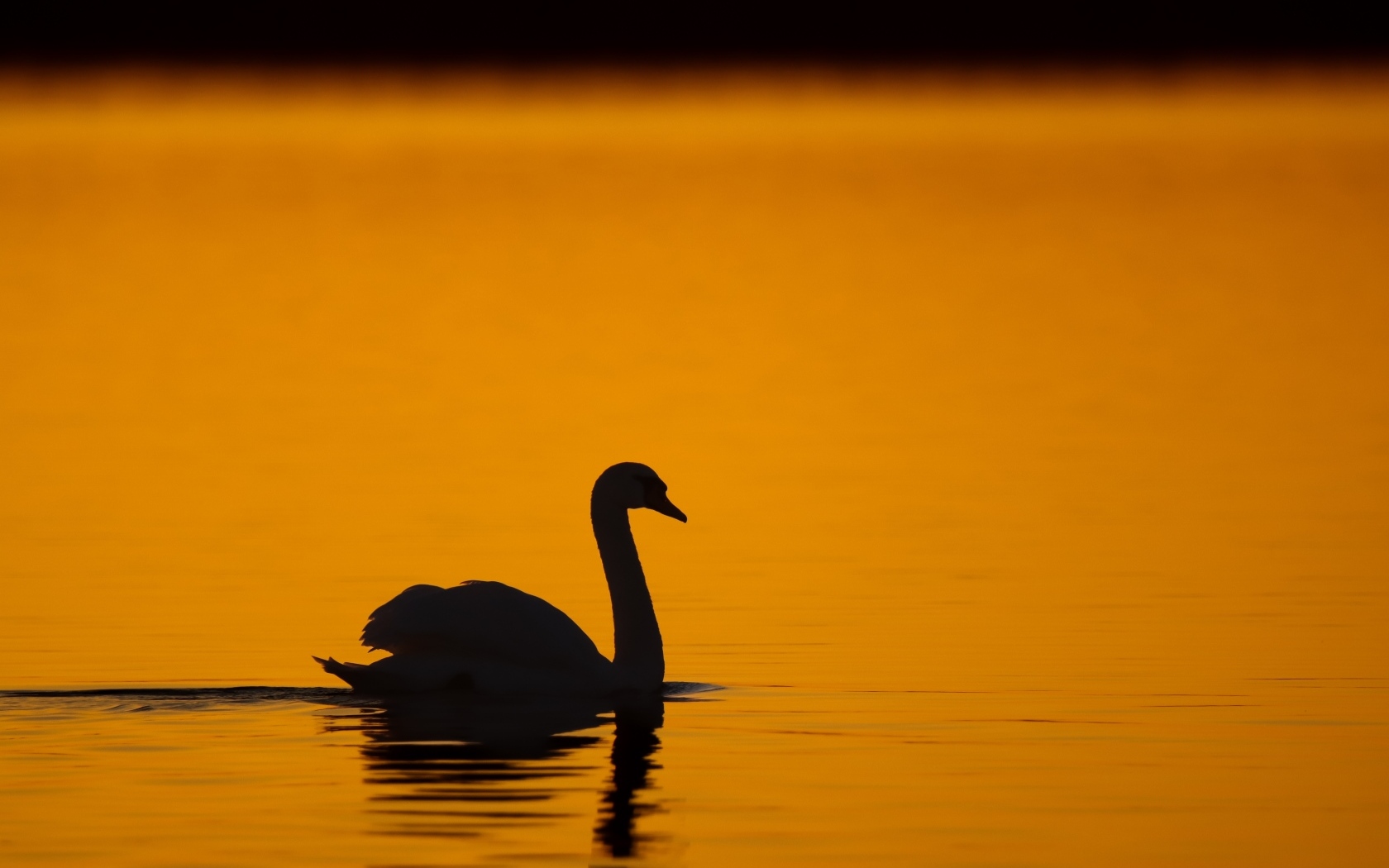 Силуэт лебедя в воде на закате