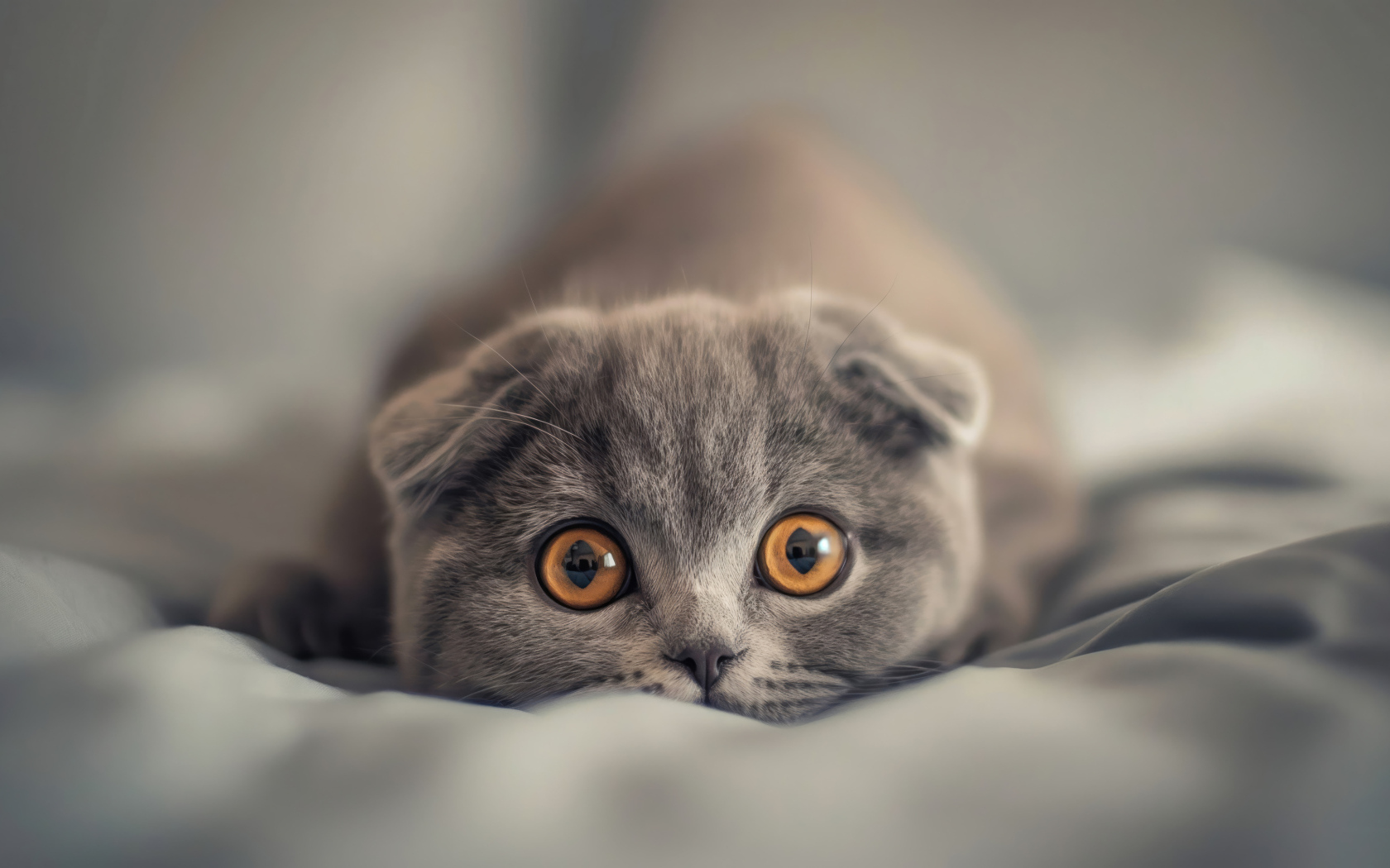 Вислоухий шотландский котенок с коричневыми глазами