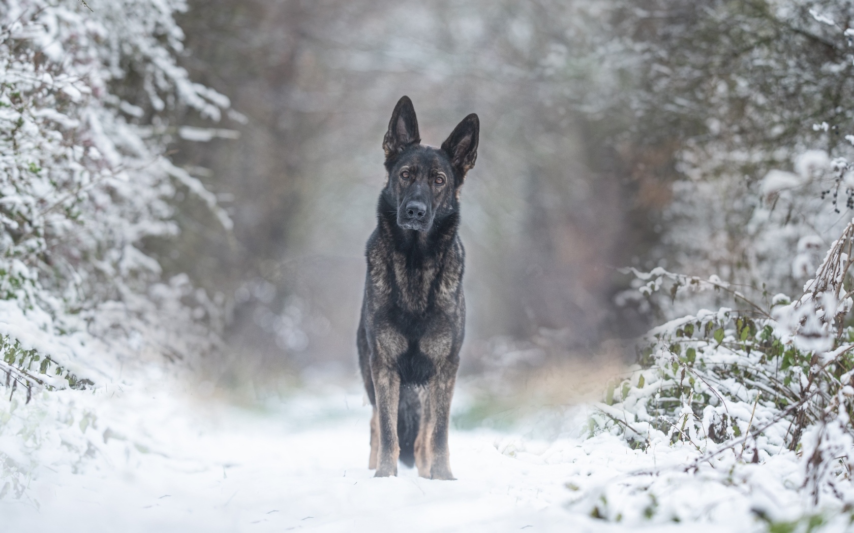 Большой породистый пес в зимнем лесу