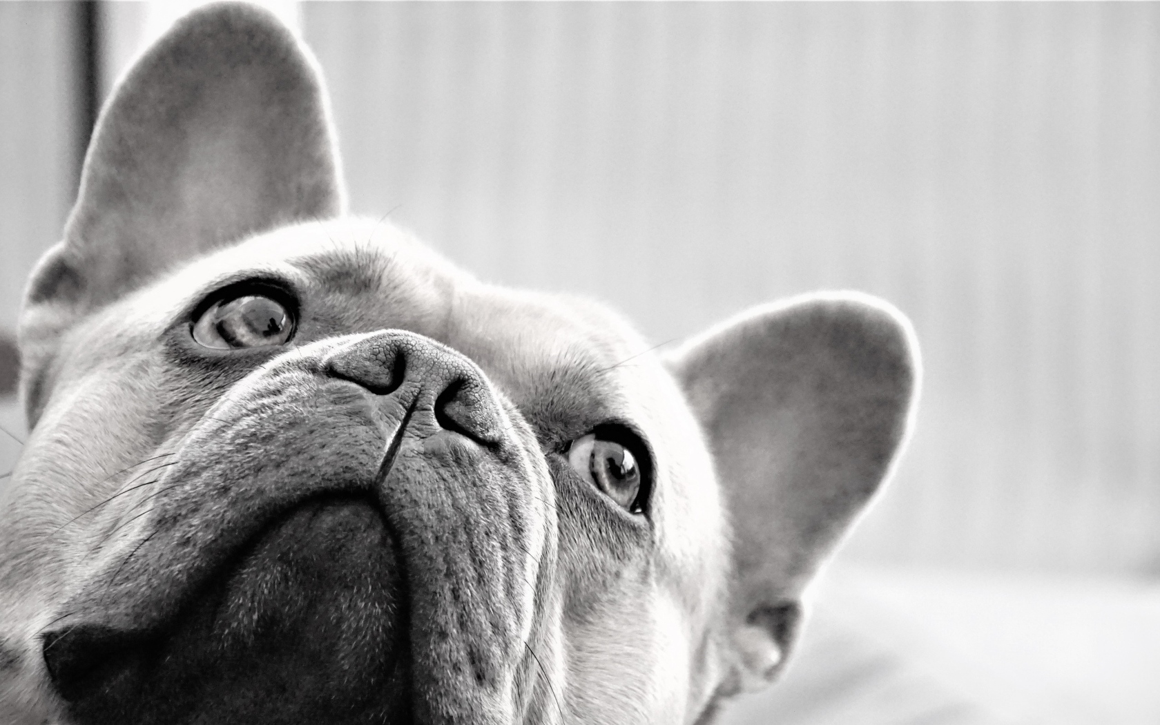 Грустная морда французского бульдога