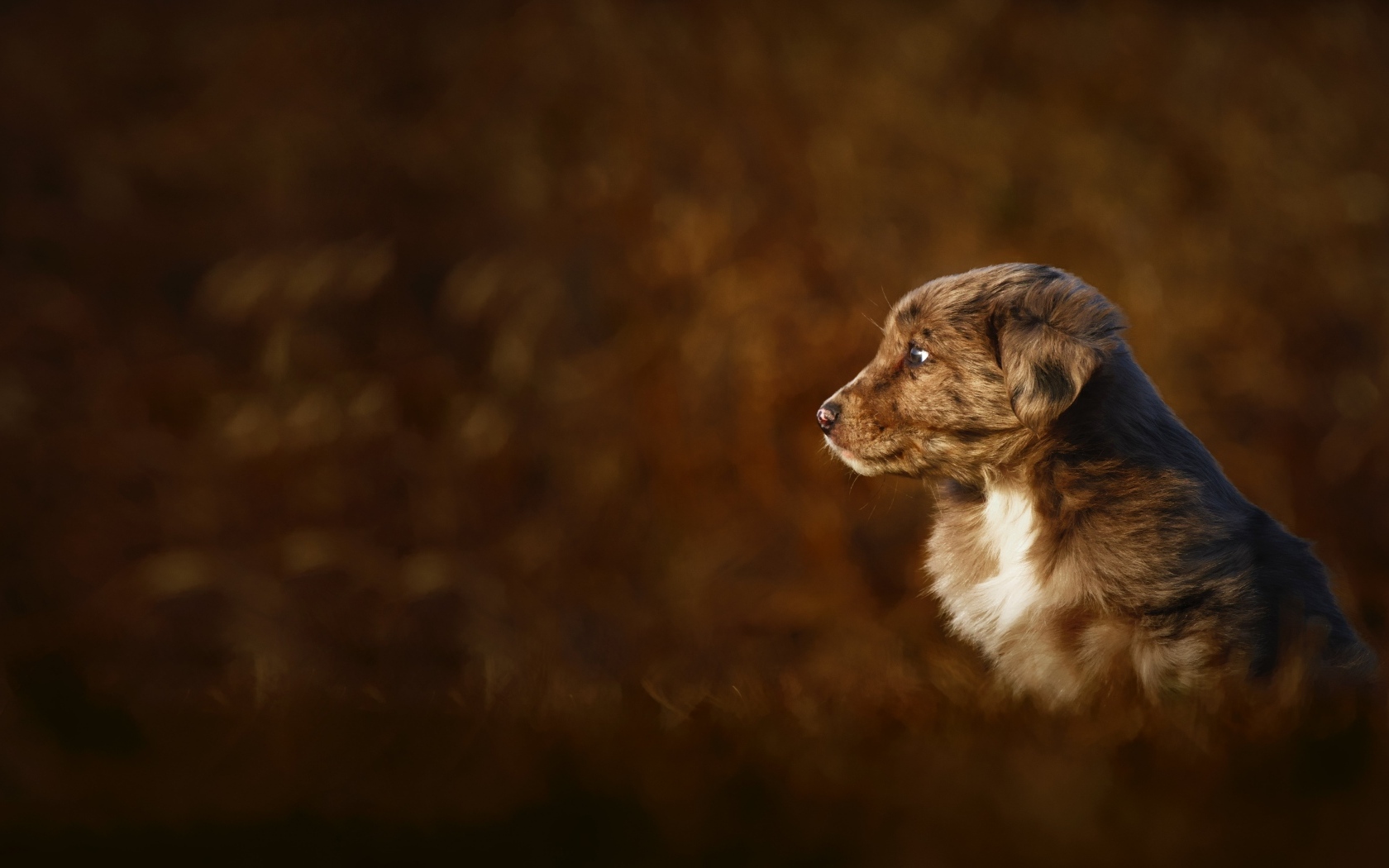 Маленький коричневый щенок крупным планом
