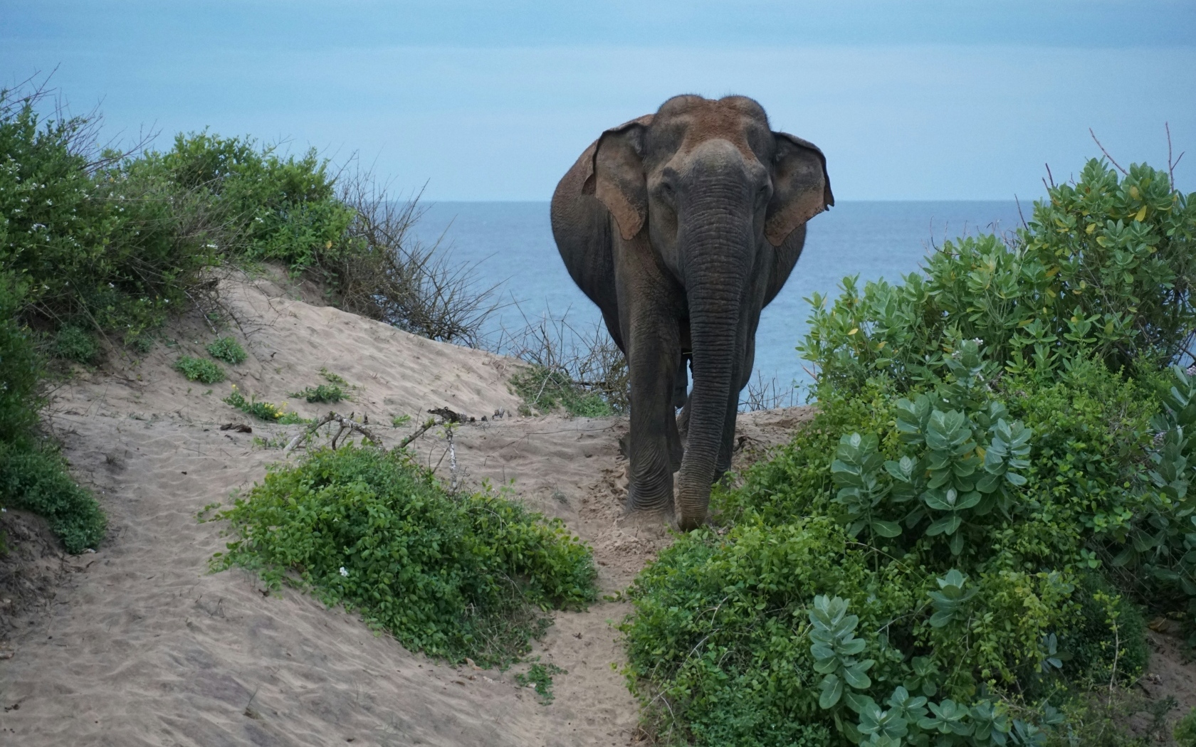 Большой серый слон идет по песку у воды