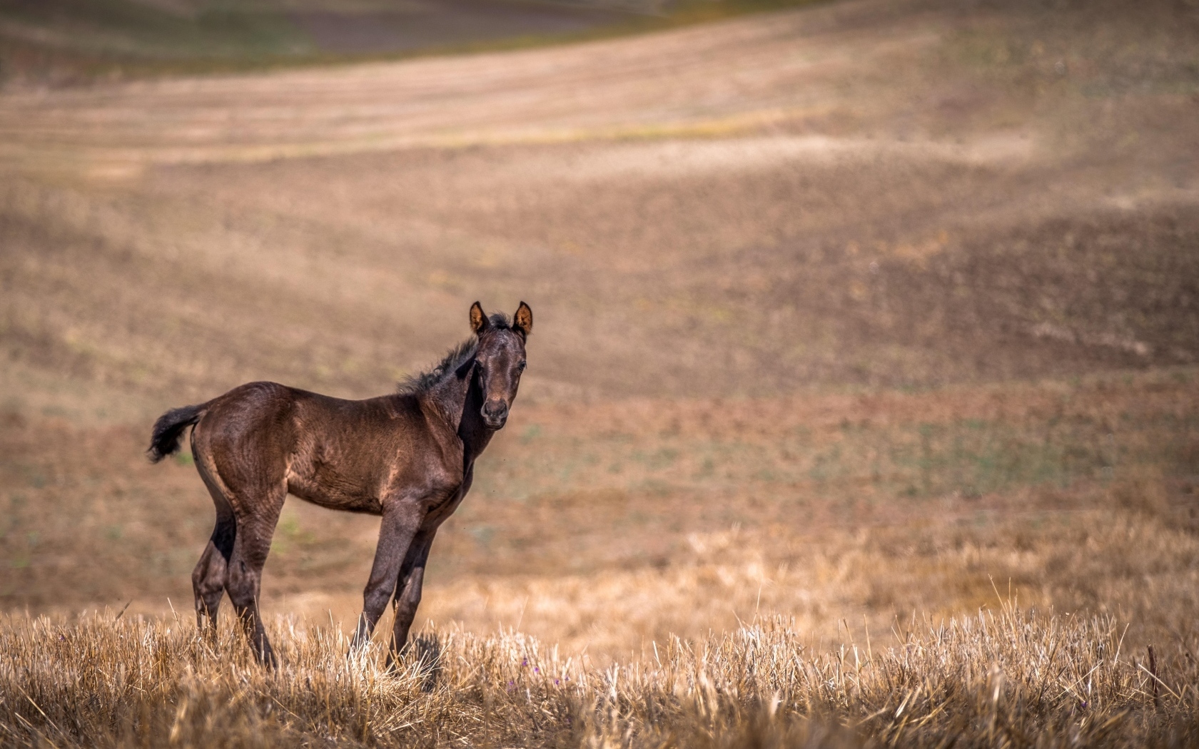 Жеребенок на пастбище 