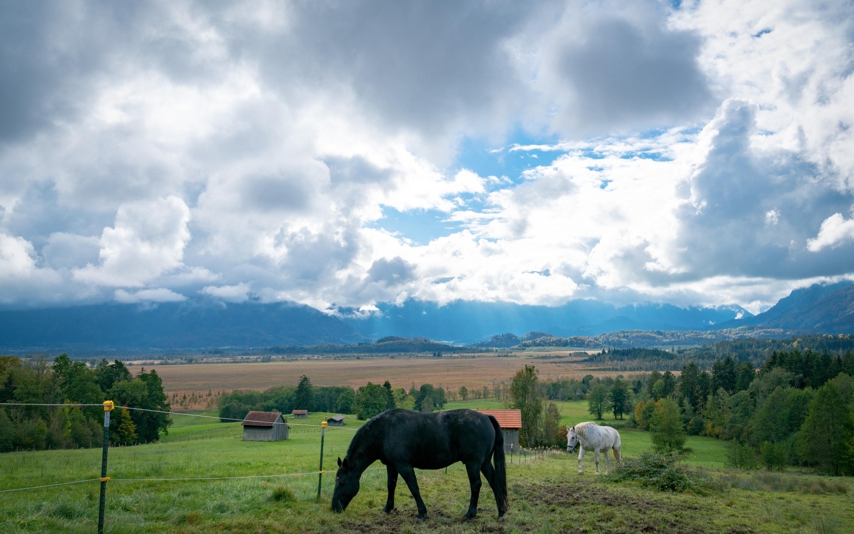 Лошади пасутся на зеленой траве под красивым небом