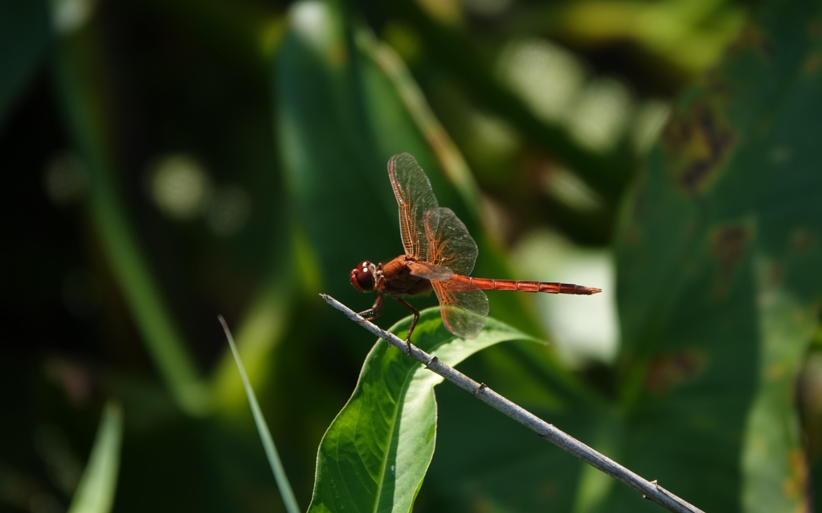 Стрекоза с прозрачными крыльями сидит на ветке