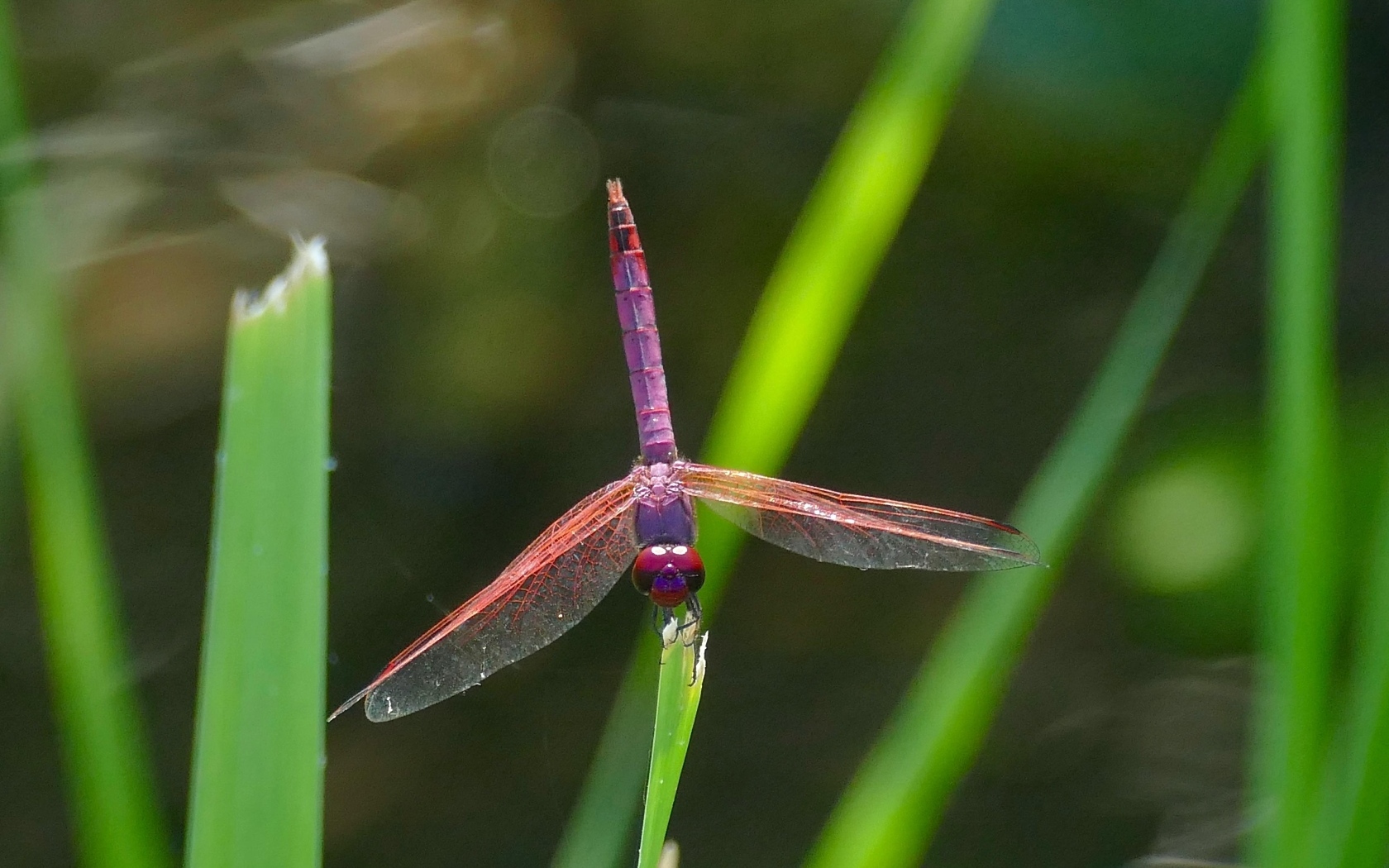 Сиреневая стрекоза сидит на зеленой траве