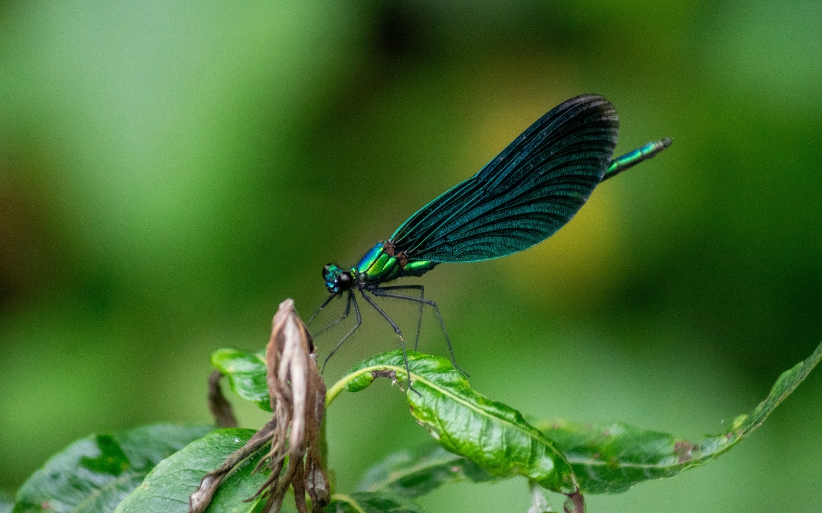 Красивая зеленая стрекоза на листе