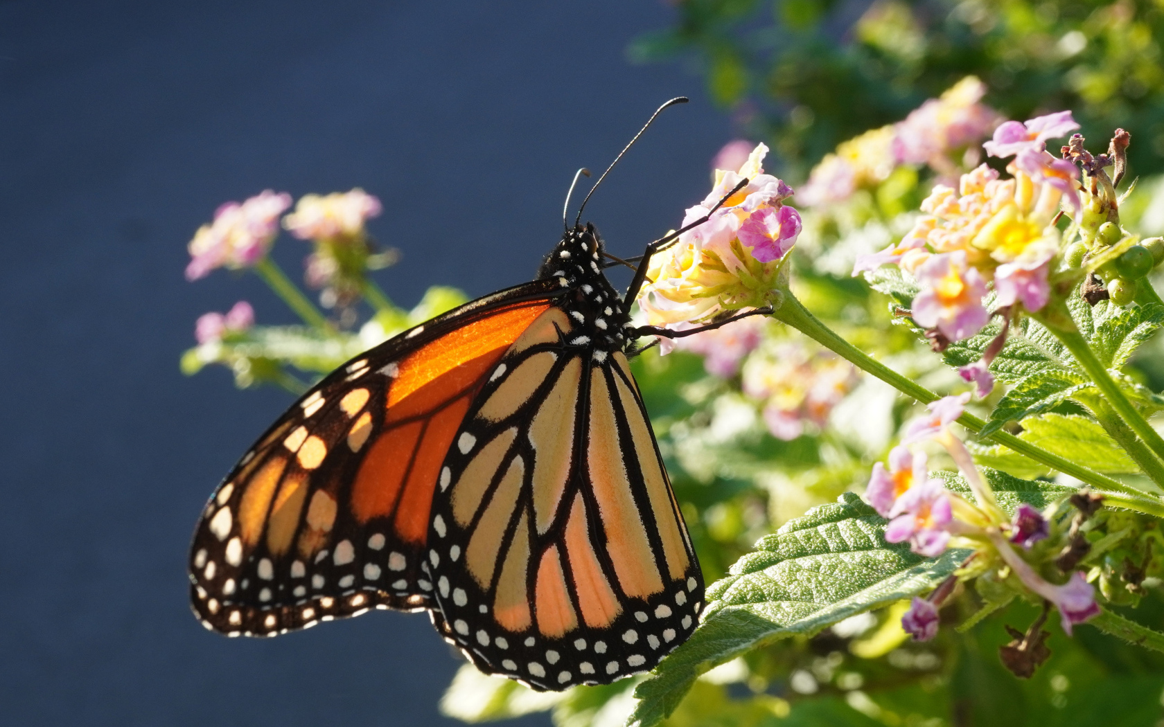 Коричневая бабочка на розовом комнатном цветке
