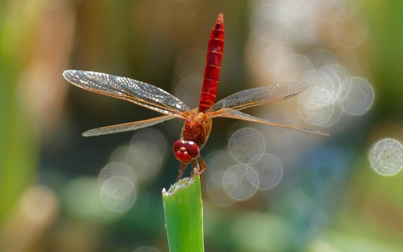 Красная стрекоза с большими крыльями сидит на зеленой траве
