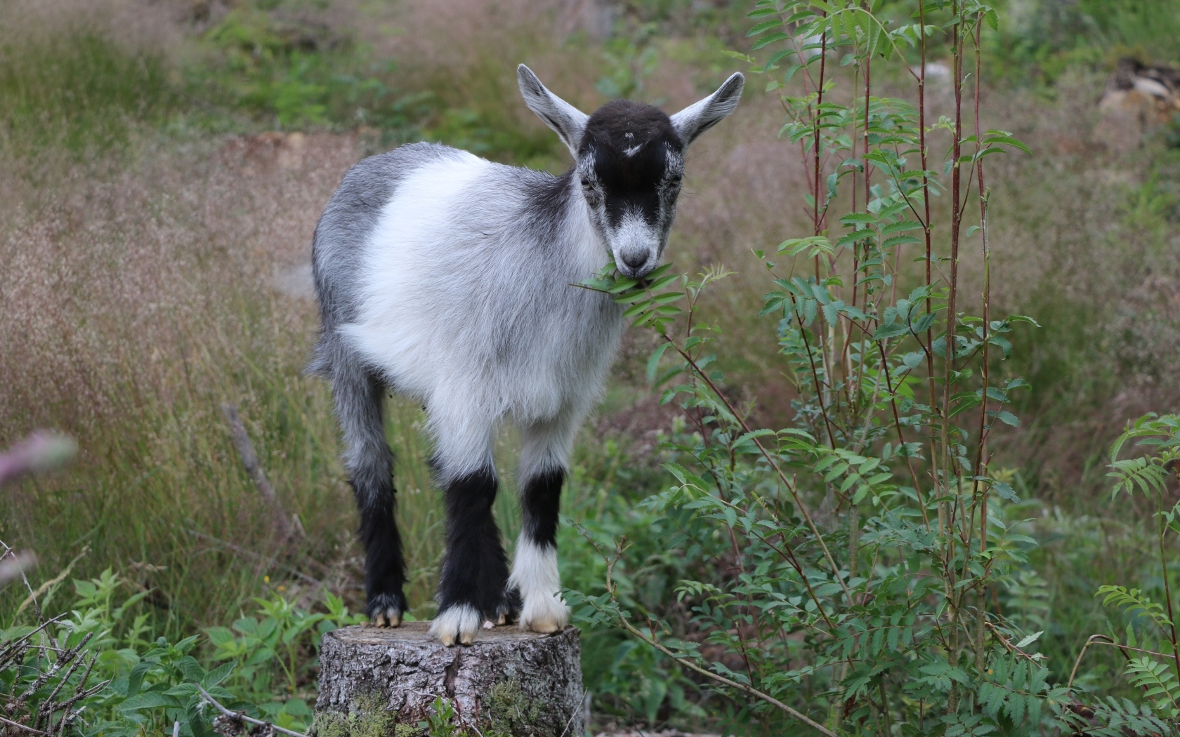Маленький серый козленок стоит на пне