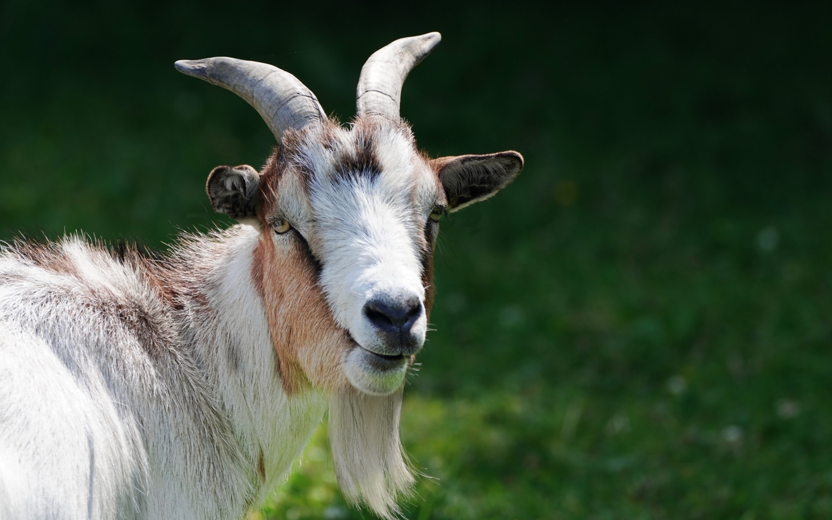 Домашний козел с большой бородой