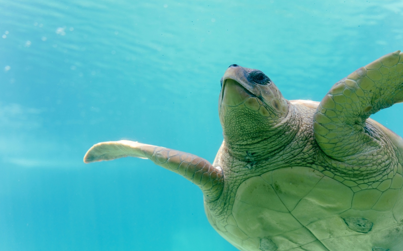 Большая черепаха плывет под водой