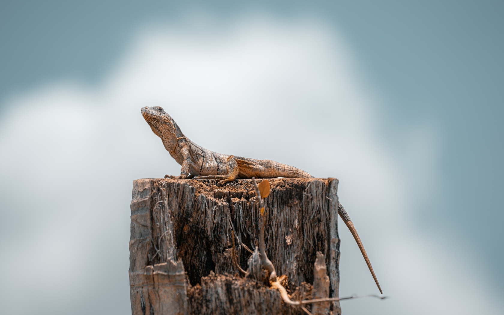 Ящерица сидит на сухом пне