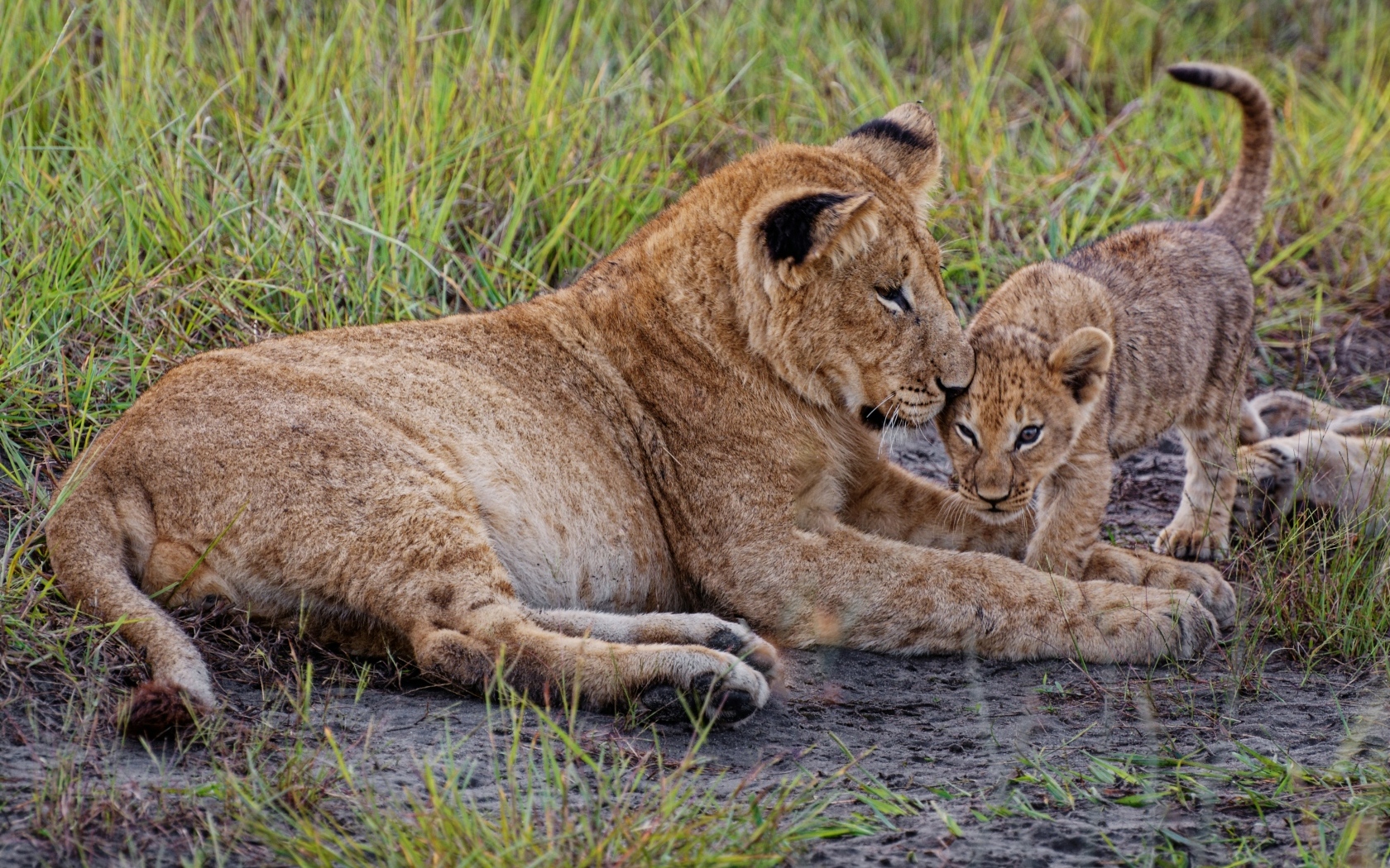 Большая львица с маленьким львенком на траве