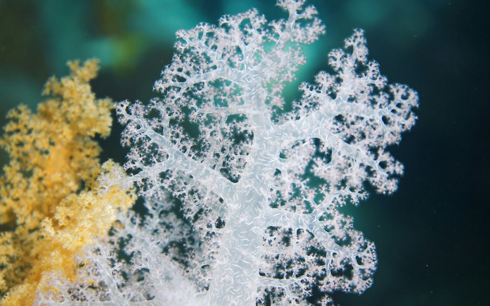 Тропический коралловый риф крупным планом