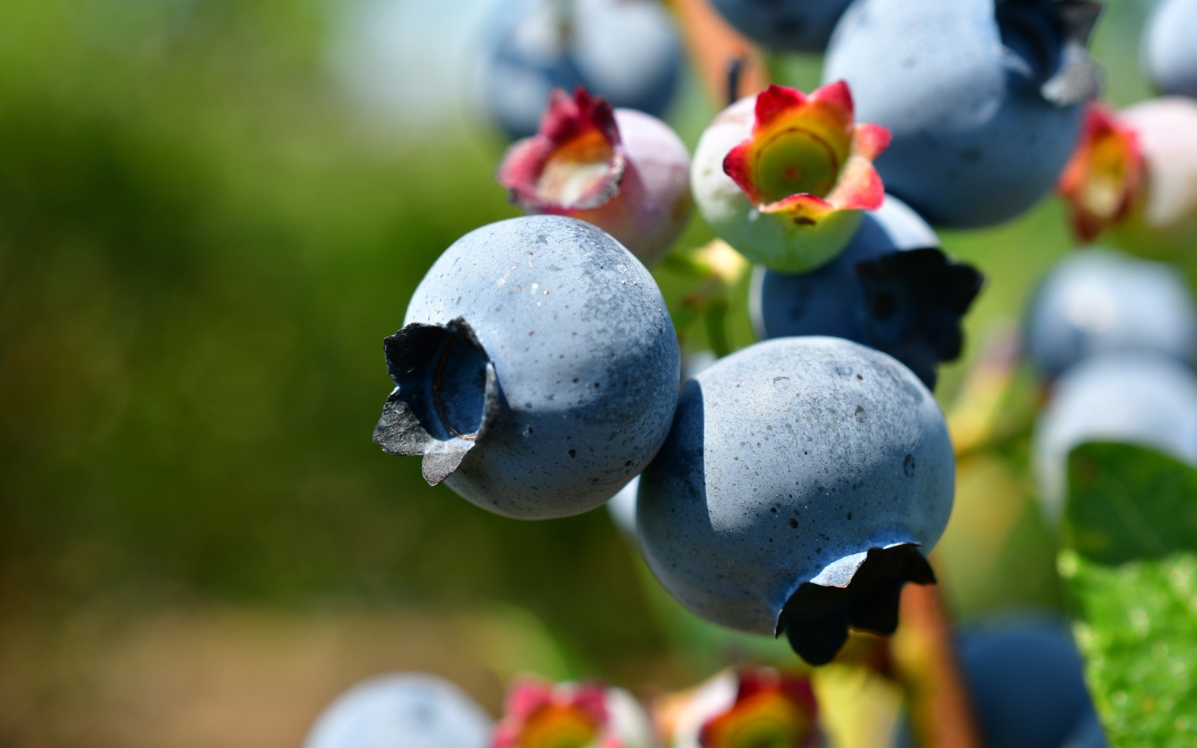 Ягоды черники на ветке крупным планом