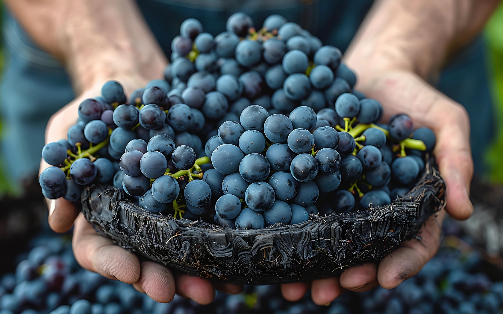 Гроздья синего винограда в руках 