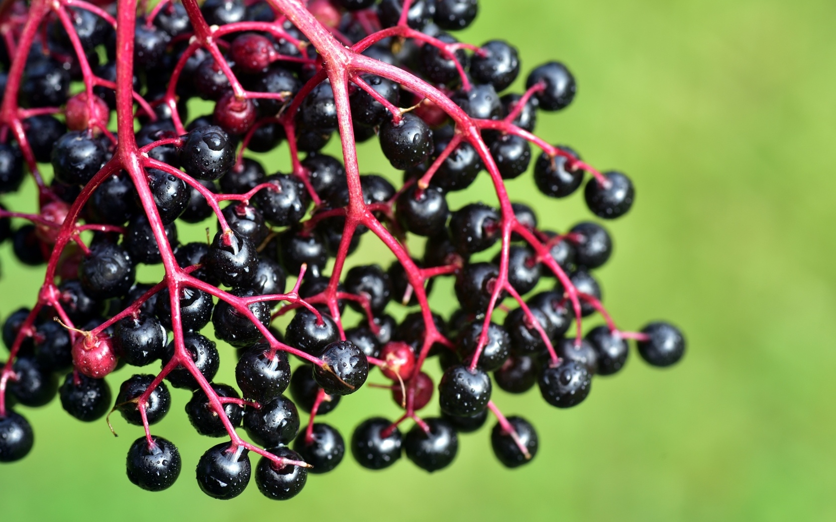 Ягоды декоративного винограда на зеленом фоне