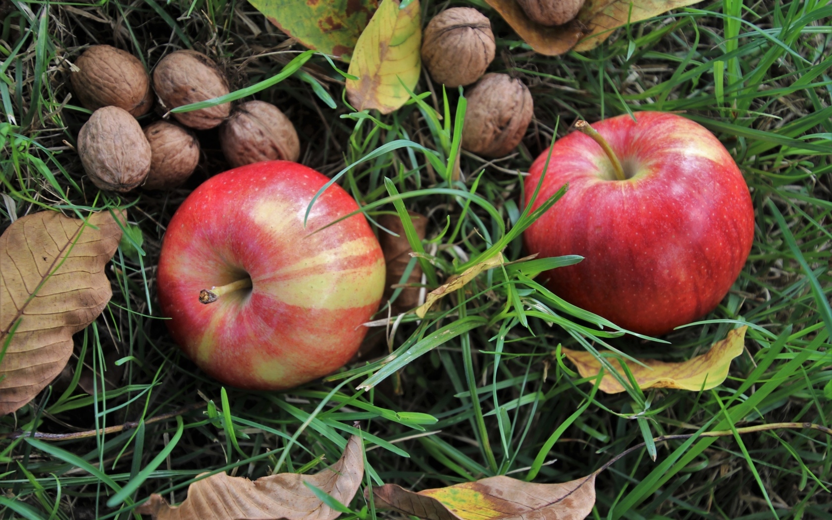 Два красных яблока с грецкими орехами в траве