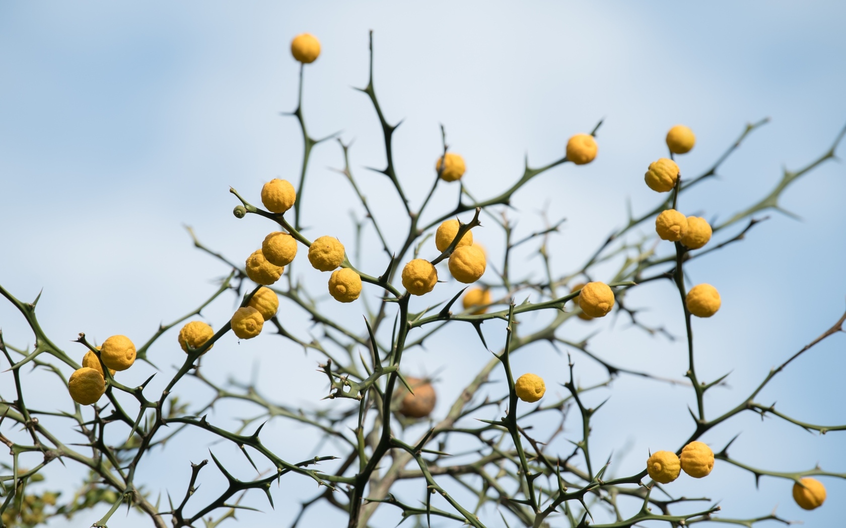 Желтые лимоны на ветках дерева на фоне неба