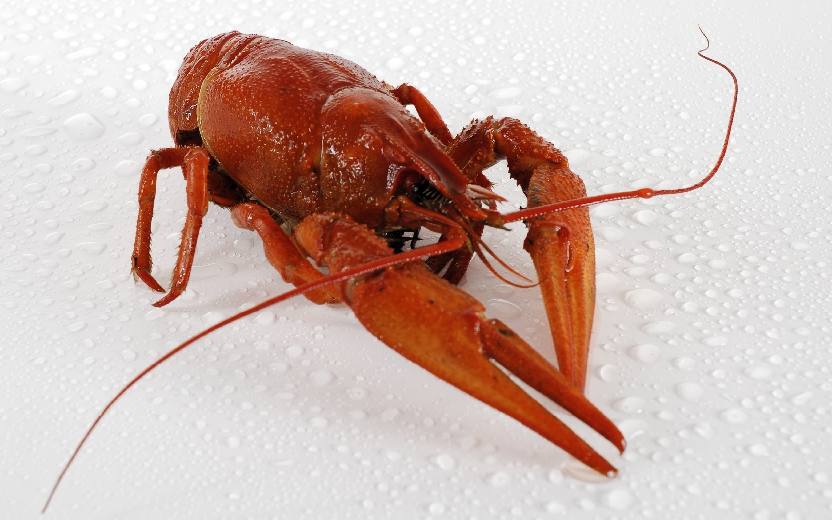 Красный вареный рак на мокрой белой поверхности