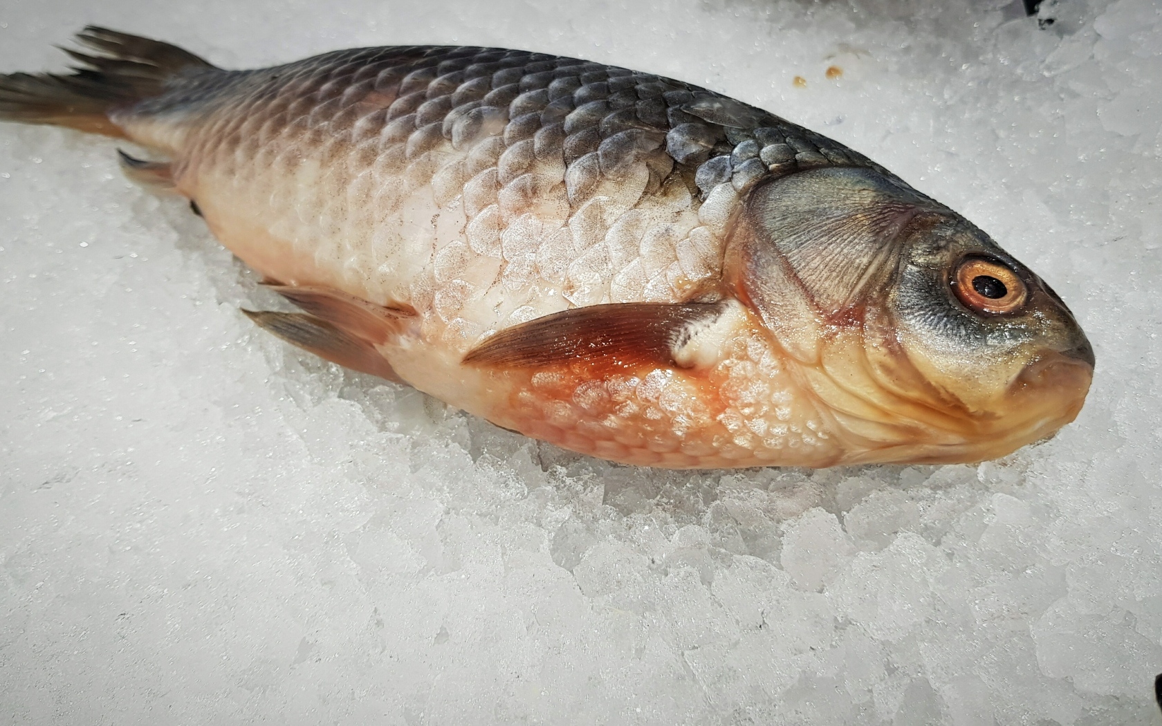 Карась лежит на мелком льду