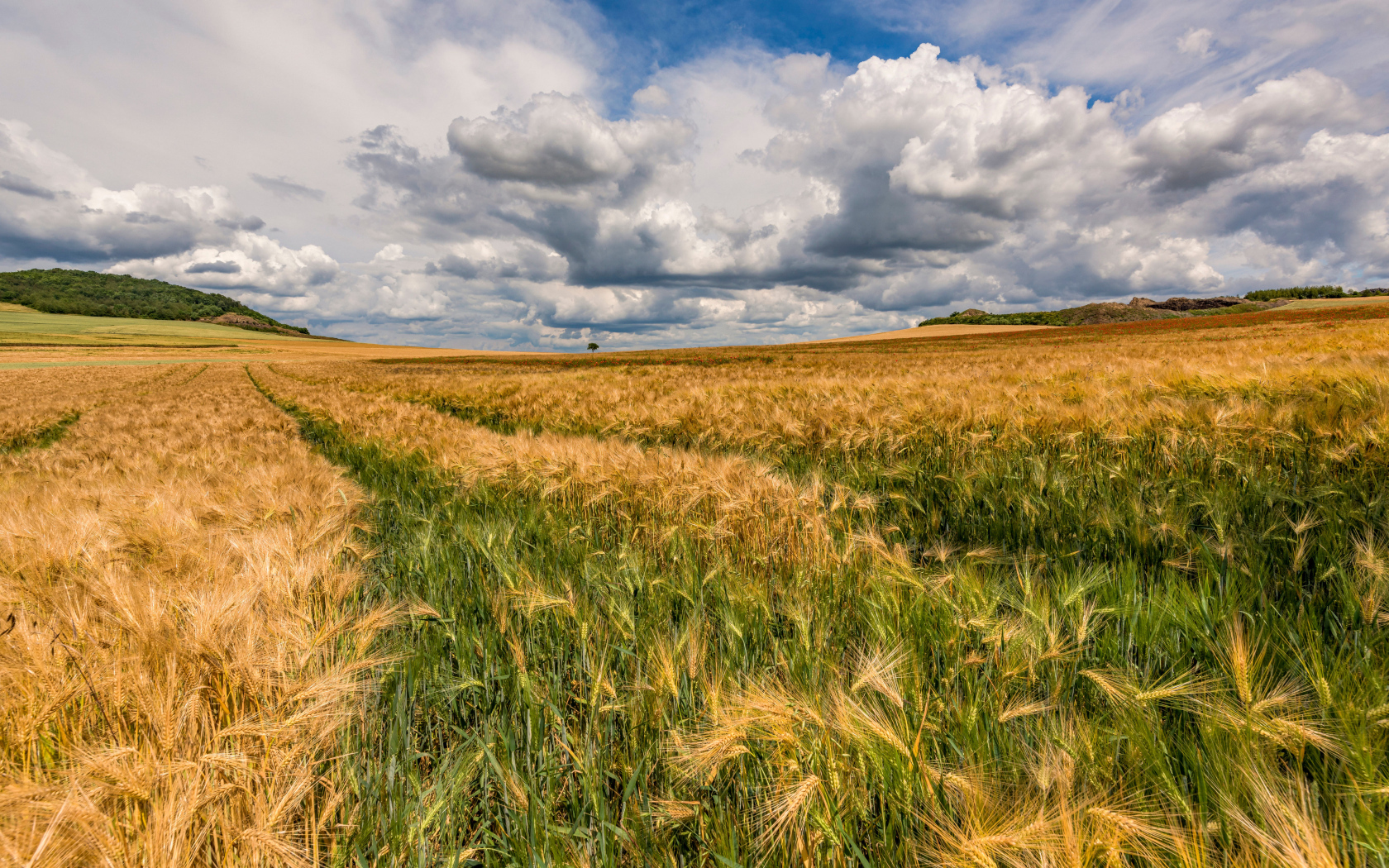 Пшеничное поле под густыми белыми облаками в небе