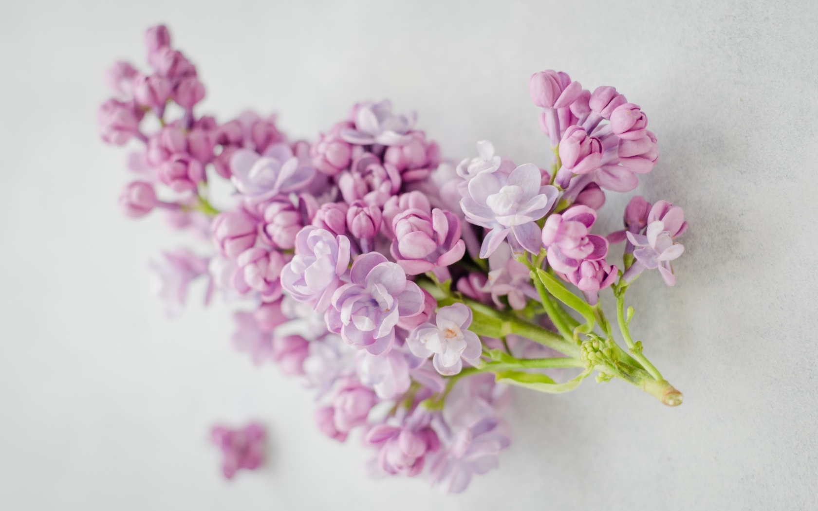 Ветка розовых цветов сирени на сером столе