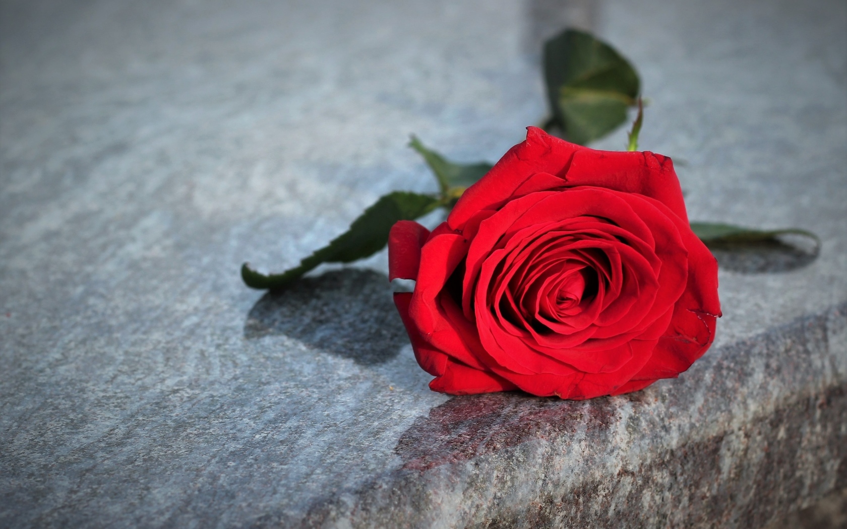 Красная роза лежит на серой гранитной плите