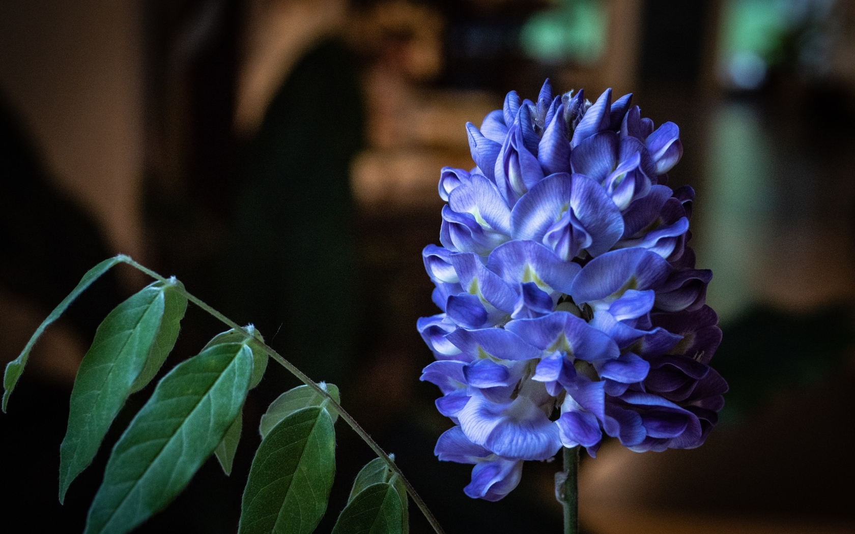 Красивый фиолетовый цветок глицинии