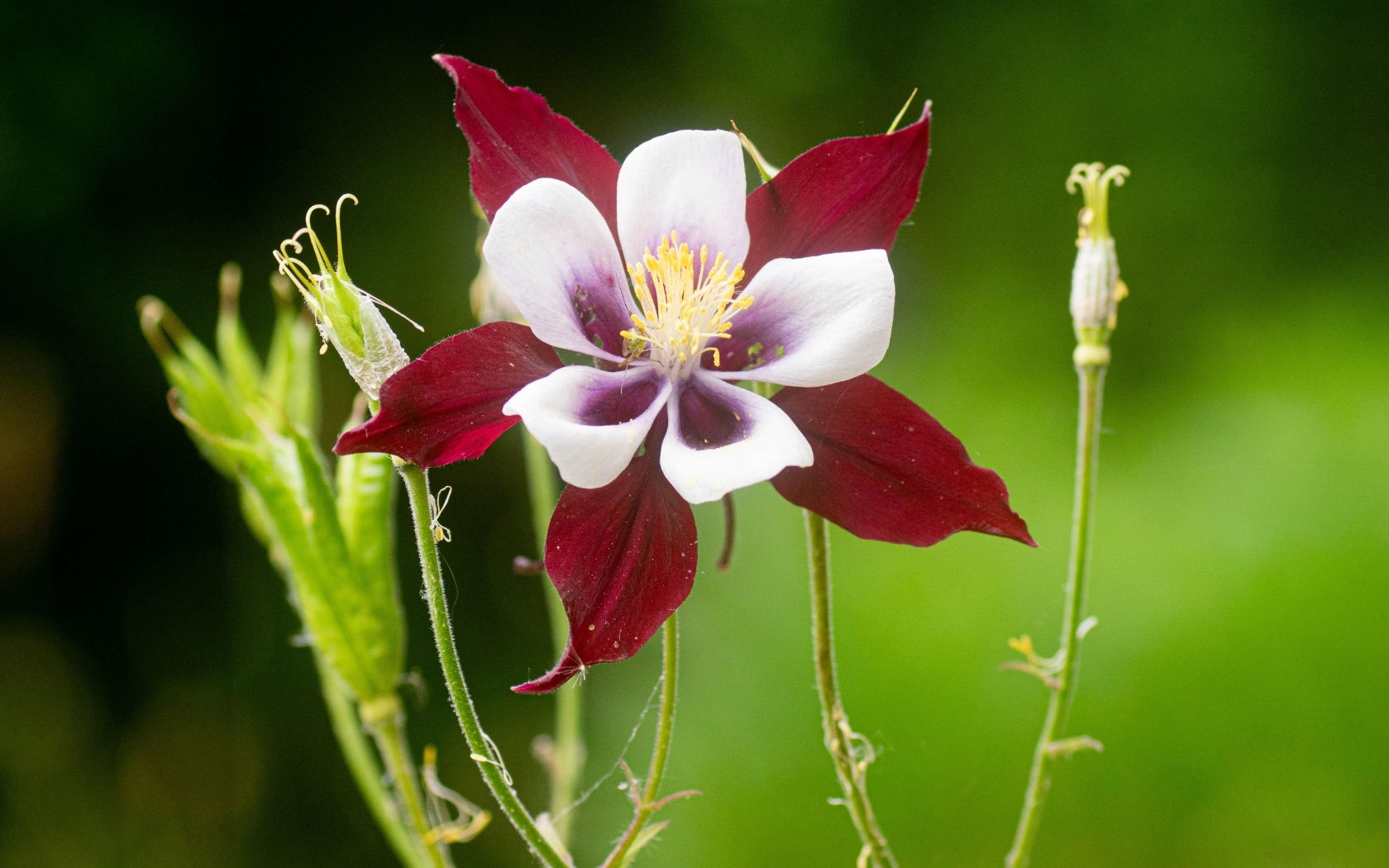 Красивый красный цветок водосбор крупным планом