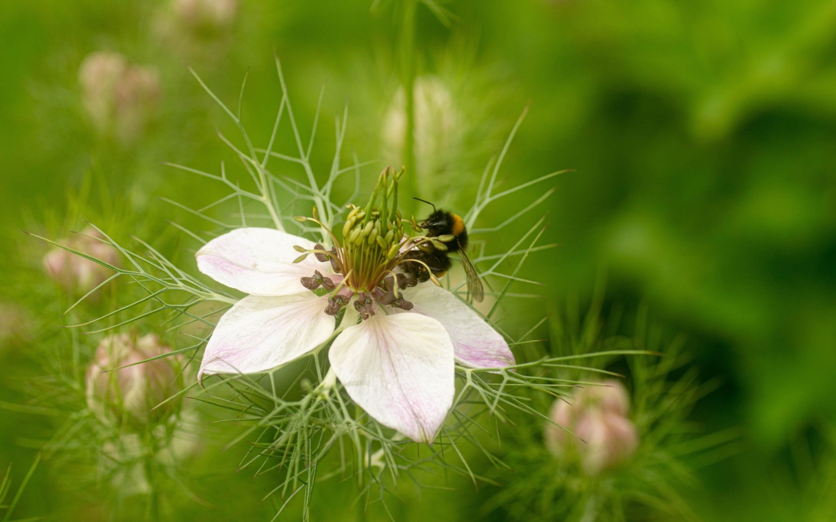 Красивый белый цветок с мелкими листьями