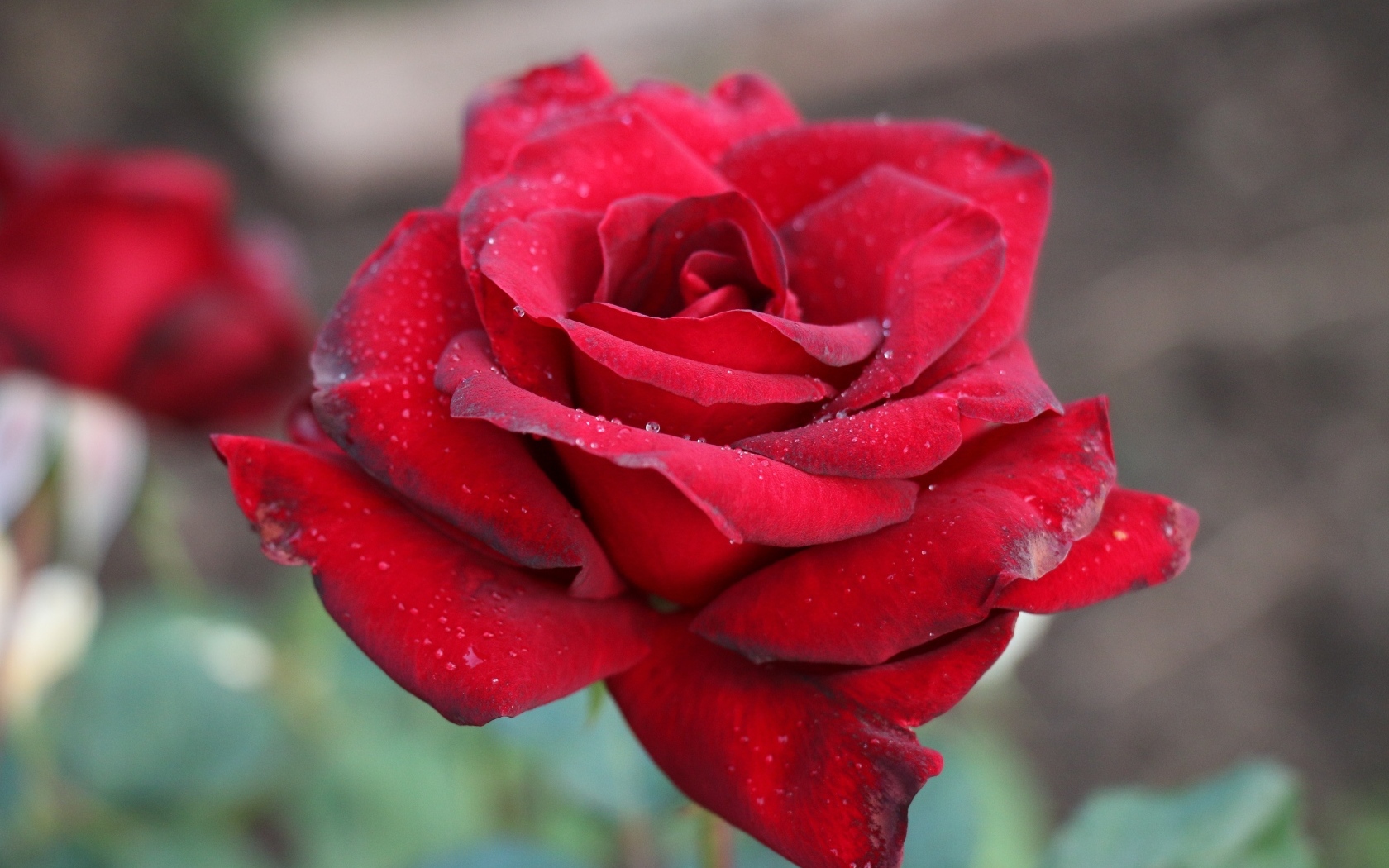 Бордовая чайная роза крупным планом